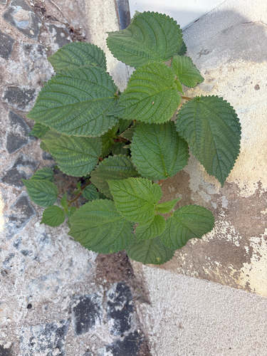 West Indian woodnettle