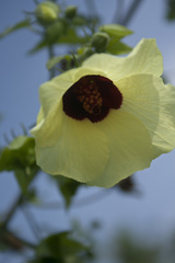 Hibiscus vitifolius
