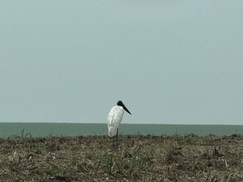 Jabiru