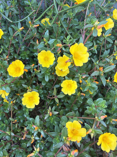 wingpod purslane