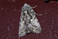 Aedia leucomelas