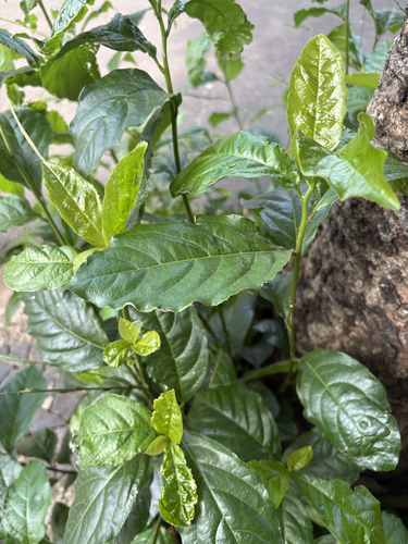 Guinea Hen Weed