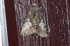 Aedia leucomelas