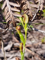 Pterostylis nigricans