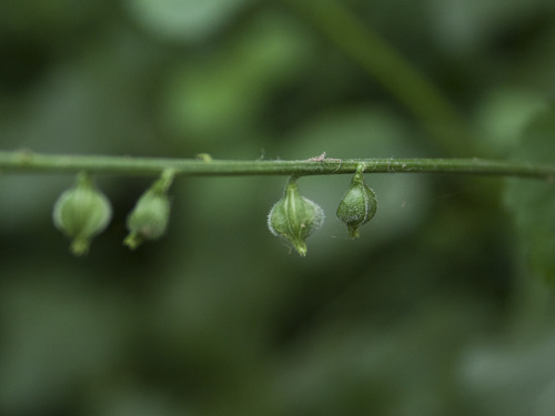 Image of Priva cordifolia by (c) Siddarth Machado, some rights reserved (CC BY)