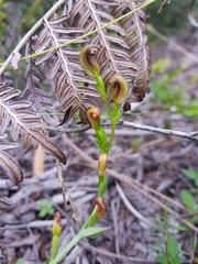 Pterostylis nigricans