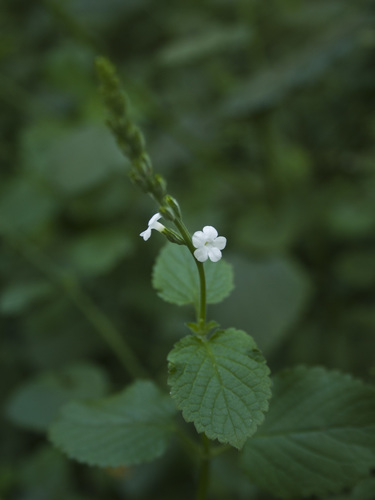 Heartleaf velvetbur (Priva cordifolia)
