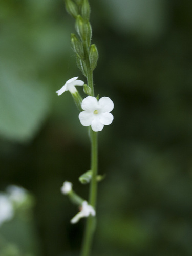 Image of Priva cordifolia by (c) Siddarth Machado, some rights reserved (CC BY)