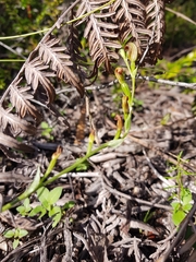 Pterostylis nigricans