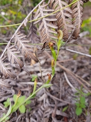 Pterostylis nigricans