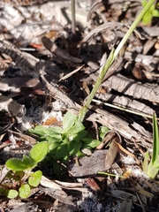 Pterostylis nigricans