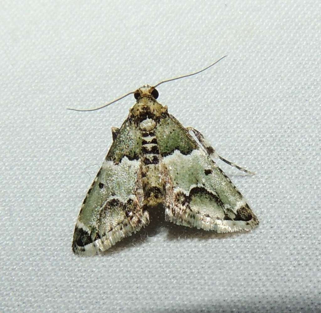Arescoptera idiotypa