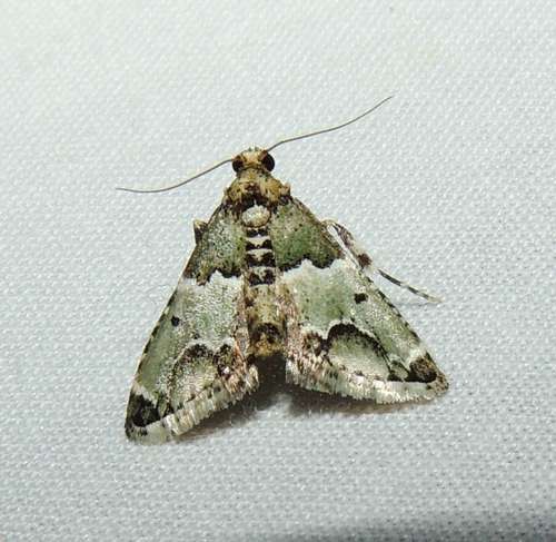 Arescoptera idiotypa Turner, 1911