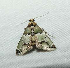 Arescoptera idiotypa