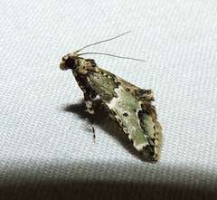 Arescoptera idiotypa