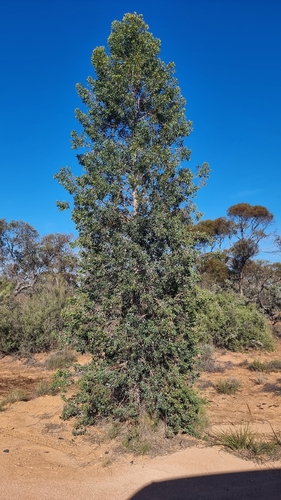 Codonocarpus cotinifolius (Codonocarpus cotinifolius)