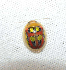 Paropsisterna annularis