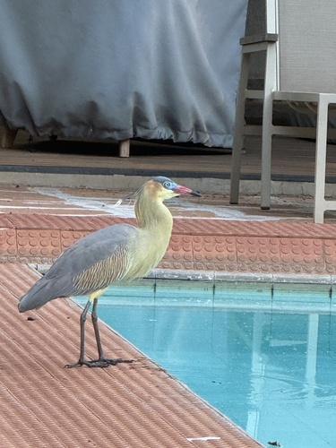 Whistling Heron