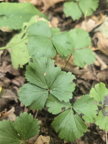 Geum fragarioides observed 2026-09-28