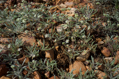 Ivesia argyrocoma