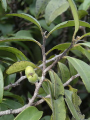 Diospyros sandwicensis
