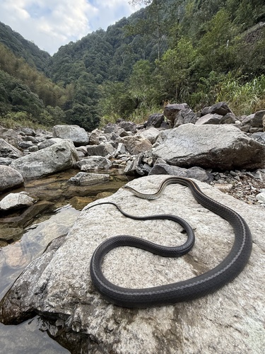 Big-Eyed Ratsnake