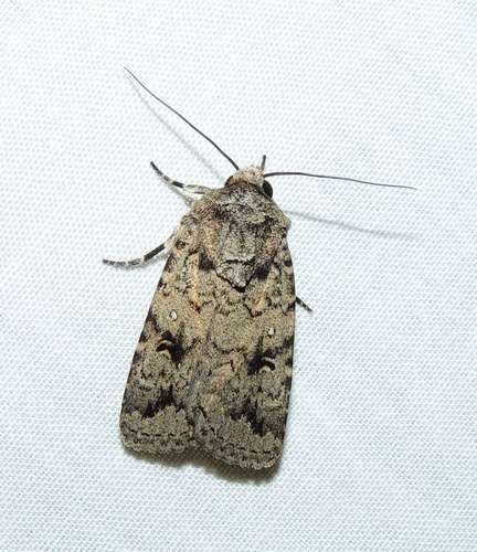 Proteuxoa capularis Guenée, 1852