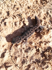 Pachydactylus maculatus