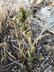 Phacelia hydrophylloides