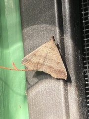 Tetanolita palligera