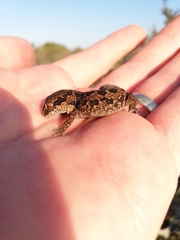 Pachydactylus maculatus