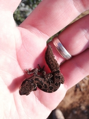 Pachydactylus maculatus