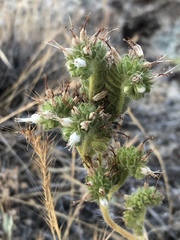 Phacelia hydrophylloides