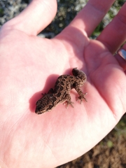 Pachydactylus maculatus
