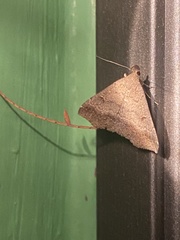 Tetanolita palligera