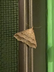 Tetanolita palligera