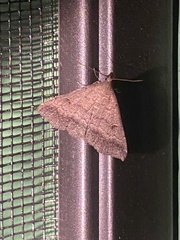 Tetanolita palligera