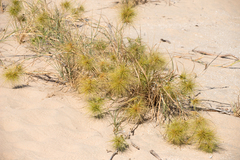 Spinifex longifolius