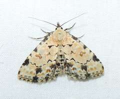 Sandava scitisignata