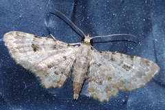 Bosara kadooriensis