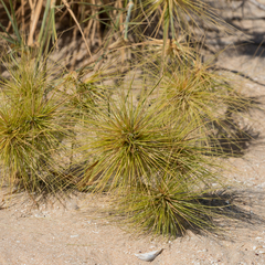 Spinifex longifolius
