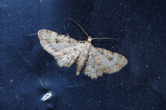 Bosara kadooriensis