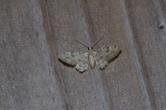 Bosara kadooriensis
