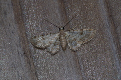 Bosara kadooriensis