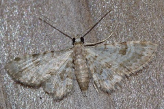 Bosara kadooriensis