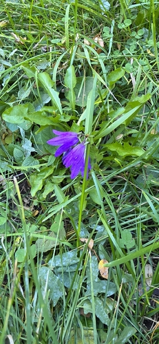 Creeping Bellflower