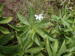Scaevola gaudichaudiana