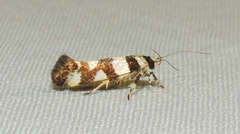 Macrobathra desmotoma