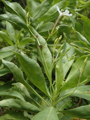 Scaevola gaudichaudiana