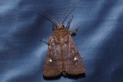 Athetis lineosella